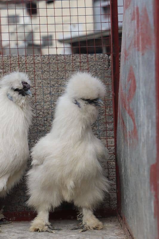 white silkie breeder sat 1 male 2 female 8