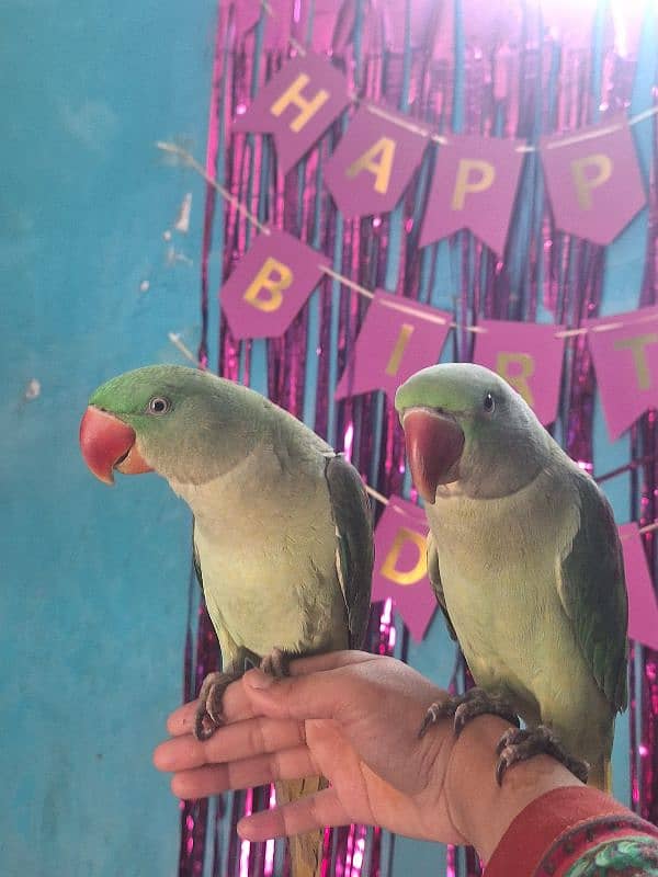 Kashmiri Raw parrot pair 0