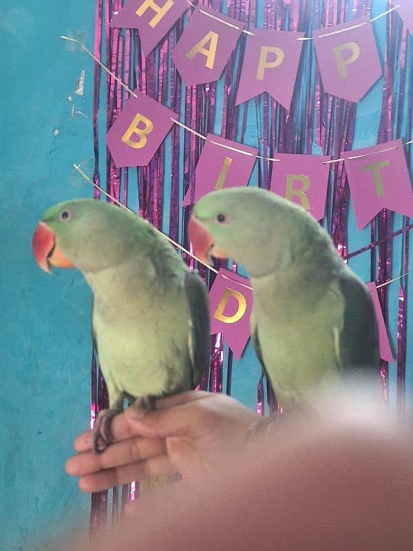 Kashmiri Raw parrot pair 2