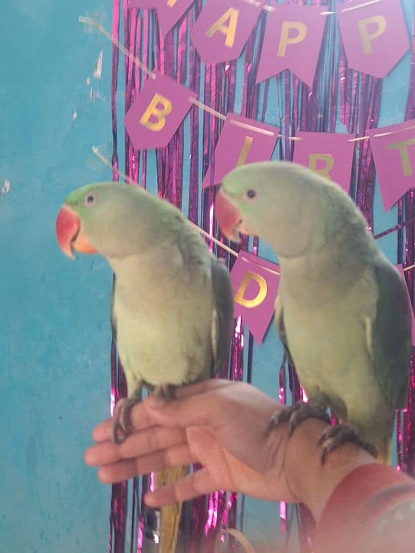 Kashmiri Raw parrot pair 3