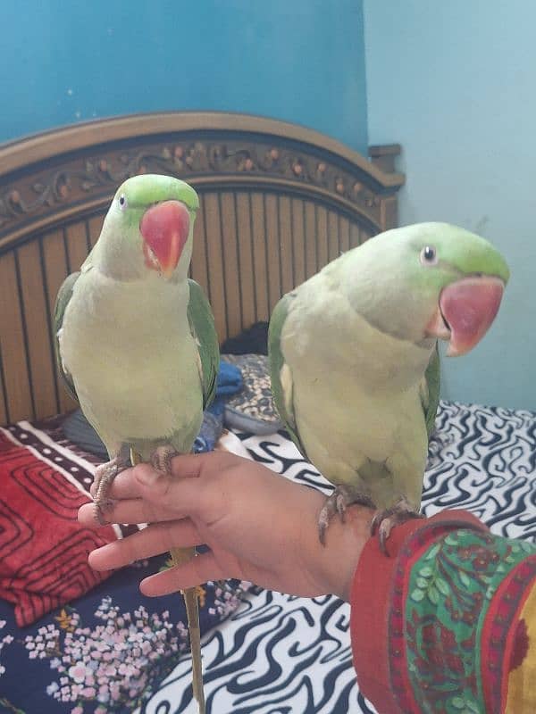 Kashmiri Raw parrot pair 4