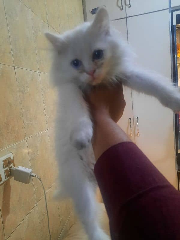 healthy female cat avaliable 0