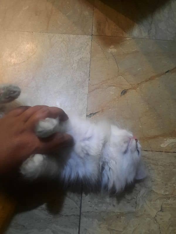 healthy female cat avaliable 2