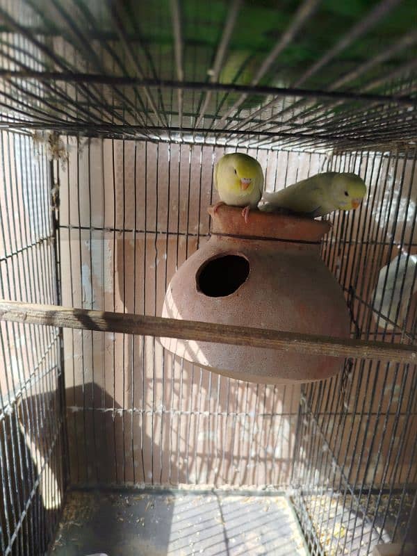 Budgie for sale 1