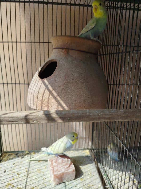 Budgie for sale 2