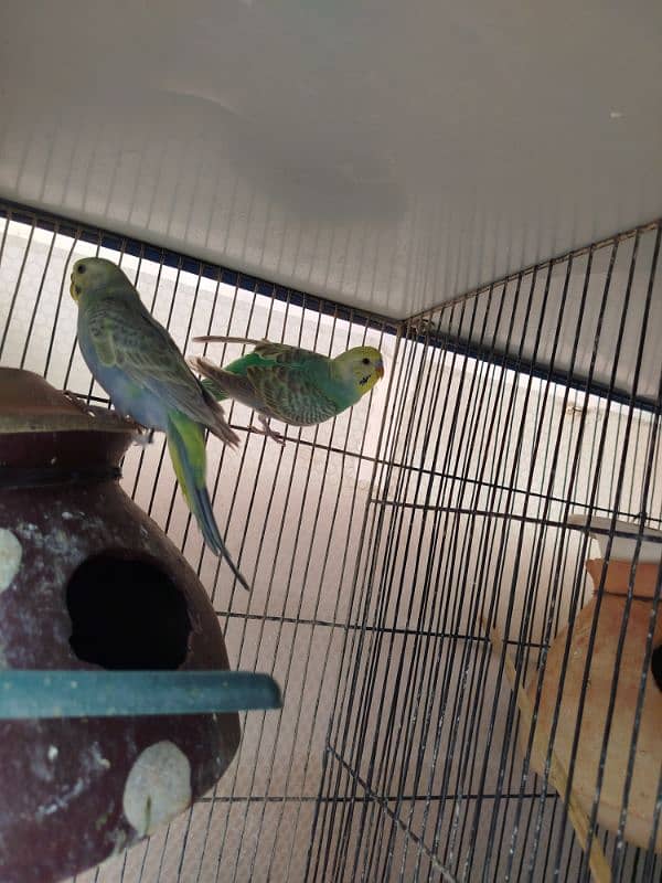 Budgie for sale 3