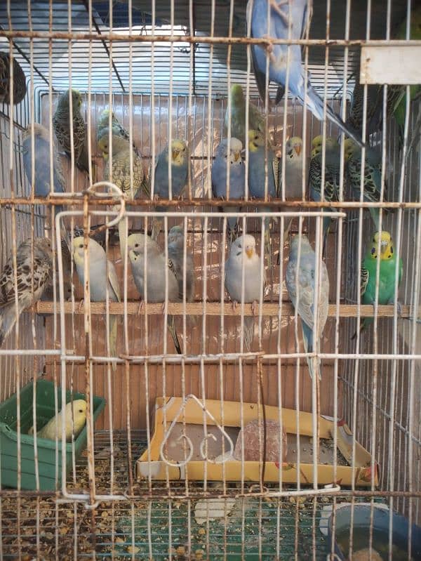 Budgie for sale 4