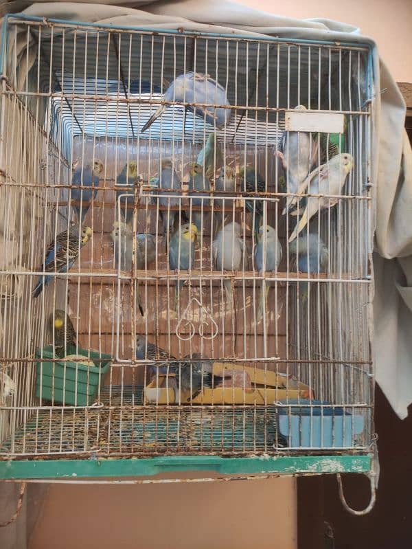 Budgie for sale 6