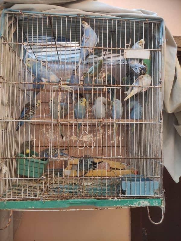 Budgie for sale 7