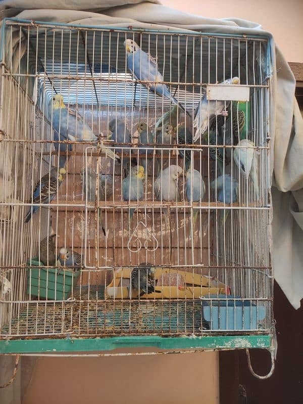 Budgie for sale 8