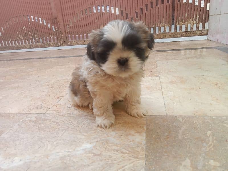 shihtzu female puppy full punch face 1