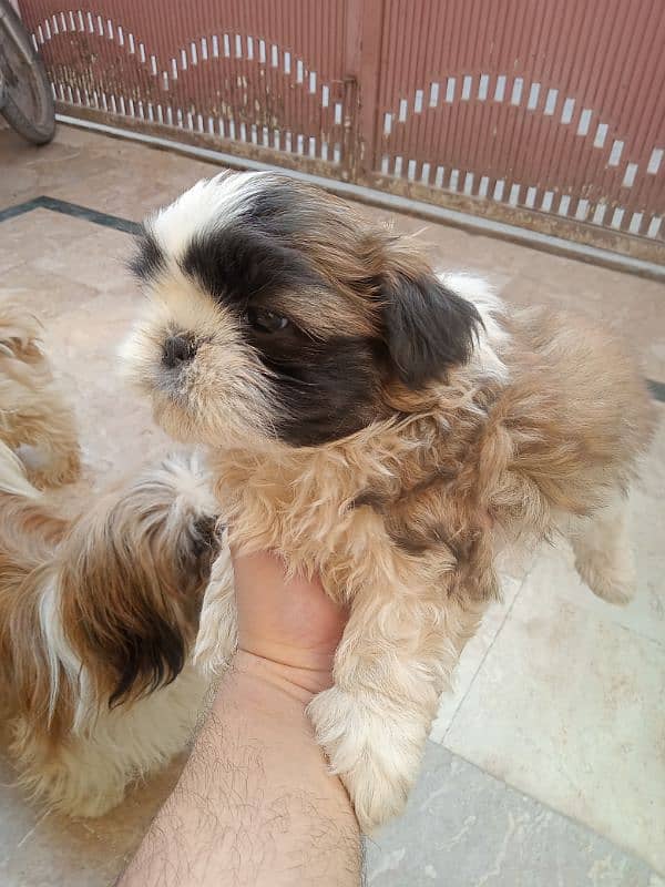 shihtzu female puppy full punch face 3