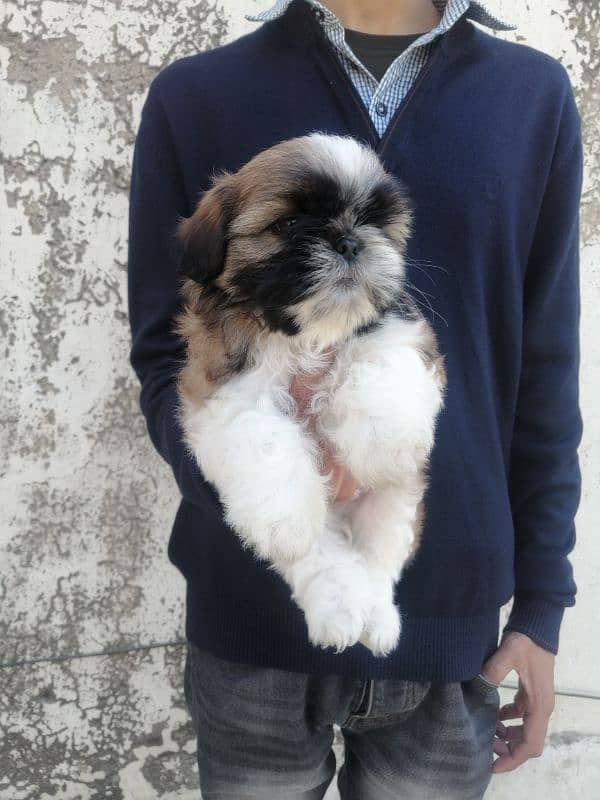 Shihtzu male puppy 0