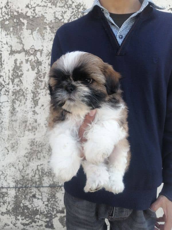 Shihtzu male puppy 1