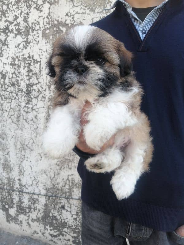 Shihtzu male puppy 2