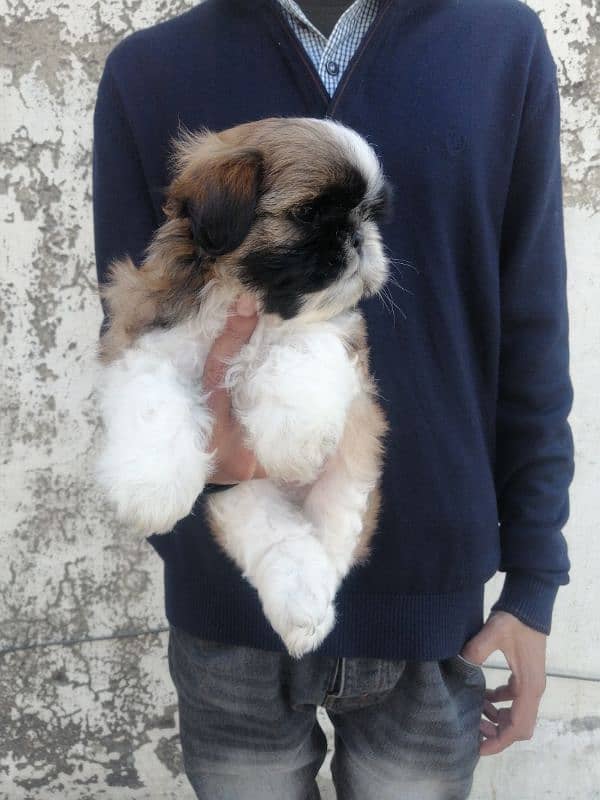 Shihtzu male puppy 3