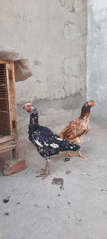 Aseel For Sale Murgah 7000 or Murgi 3000 3