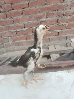 High quality aseel chicks for sale