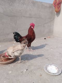 desi hens for sale