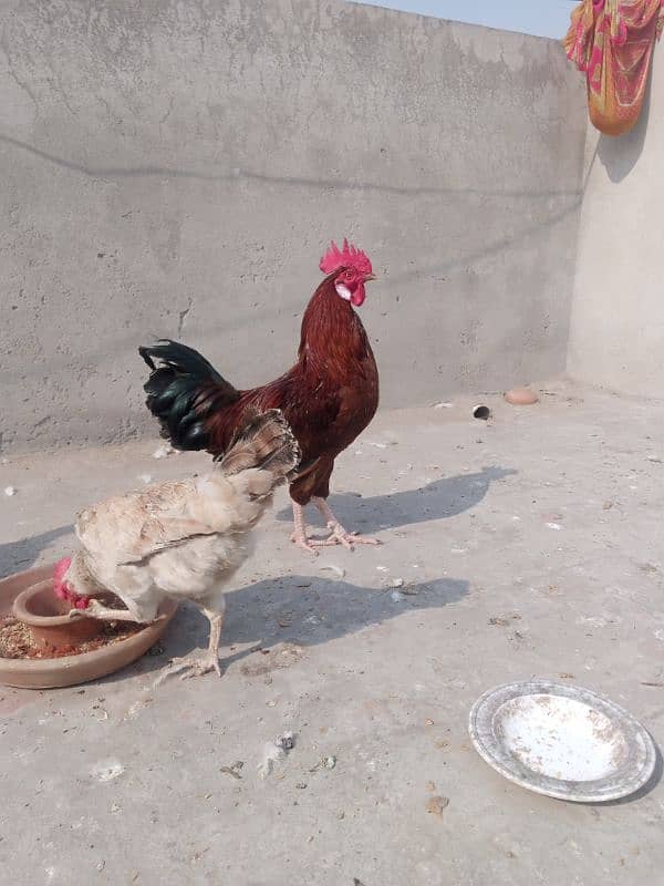 desi hens for sale 0