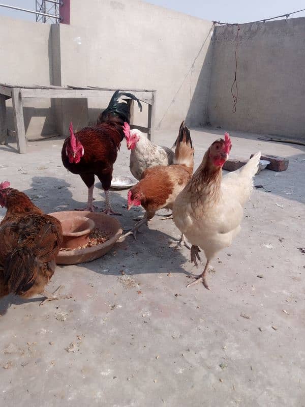 desi hens for sale 2