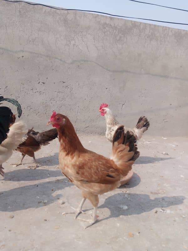 desi hens for sale 4