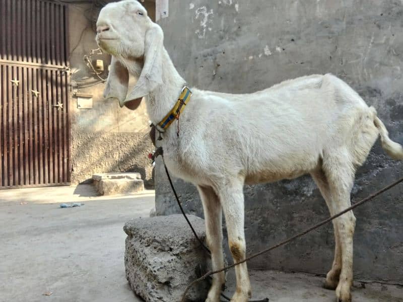 rajanpuri bakri 1