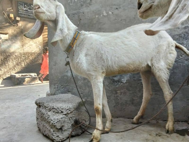 rajanpuri bakri 2