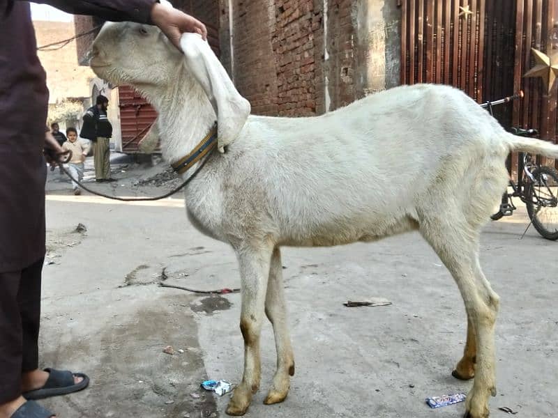 rajanpuri bakri 4