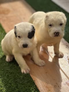 Alabai Puppies