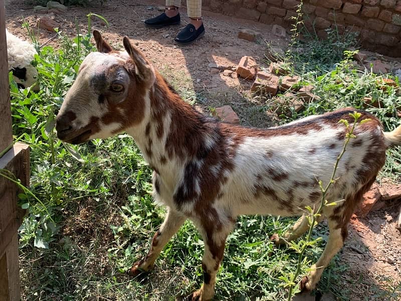 male goat active and healthy 0