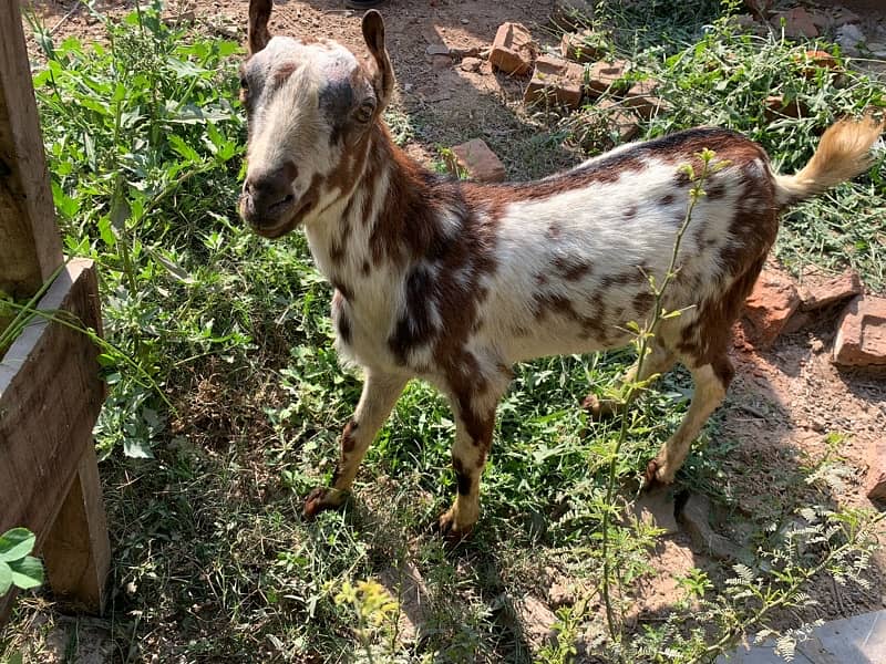 male goat active and healthy 1