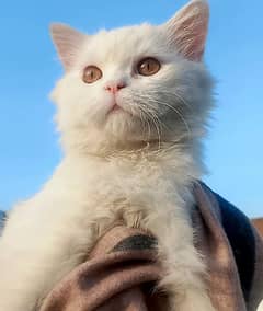 white male persian cat vaccinated