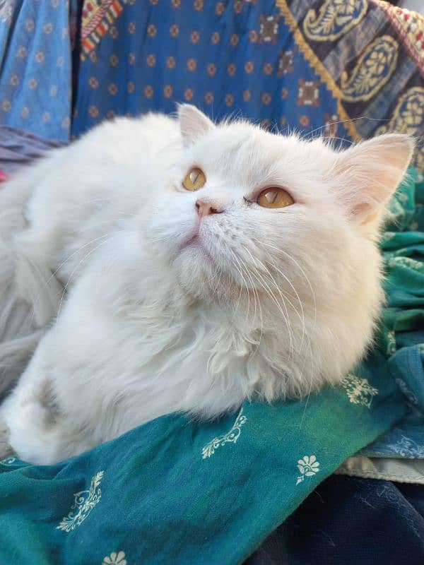 white male persian cat vaccinated 2