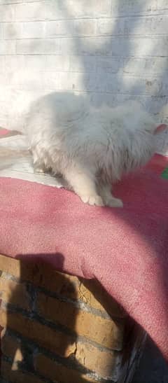 persian cat