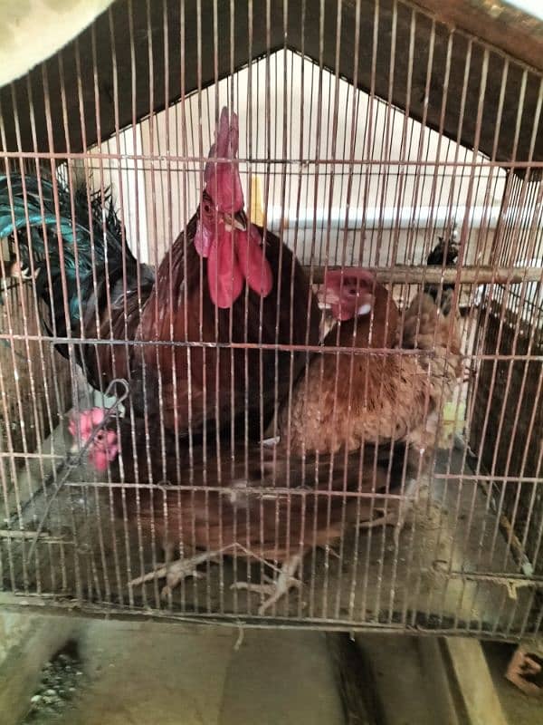 3 Hens for Sale (1 Male & 2 Females) 0