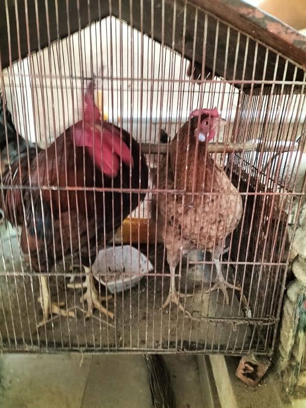 3 Hens for Sale (1 Male & 2 Females) 1