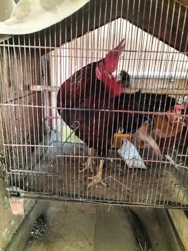 3 Hens for Sale (1 Male & 2 Females) 2