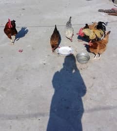 2 murghy aur 5 andon wali murghian for sale