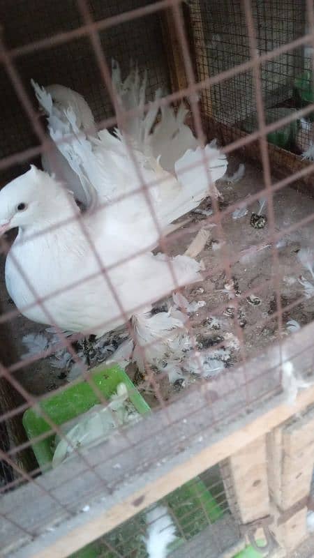 lucky pigeon for sale 03094196420 0