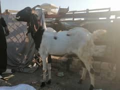 Bakri or bacha for sale