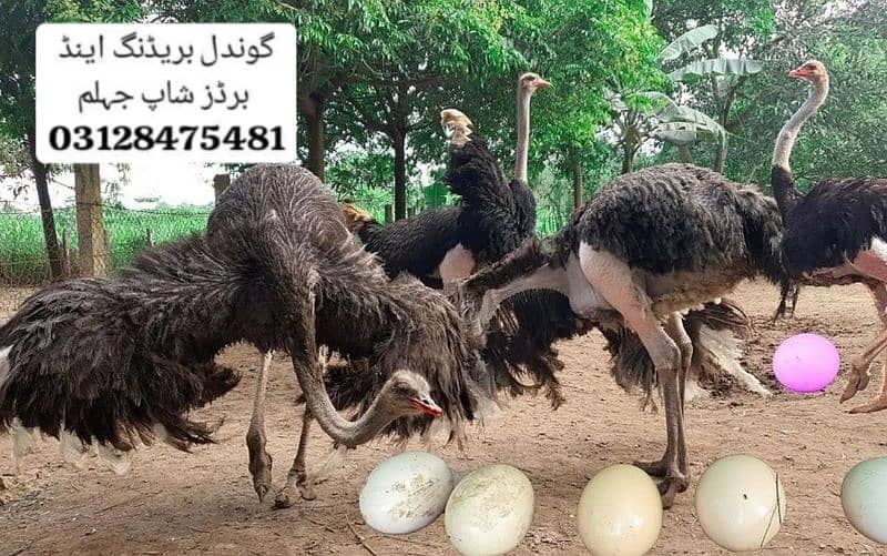 ostrich full fresh and furtlile eggs 0