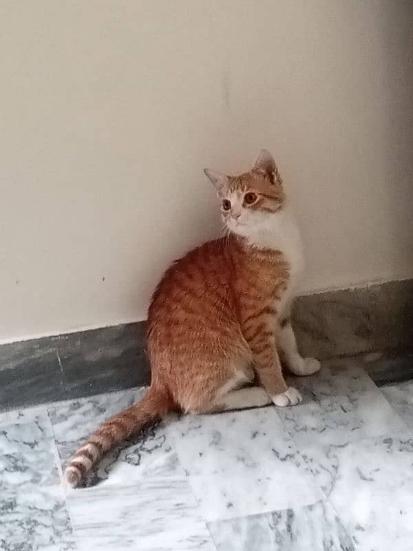 6 Months Male Cat for Sale 2