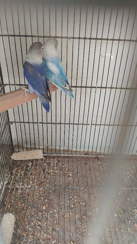 blue color love birds pair with cages 0