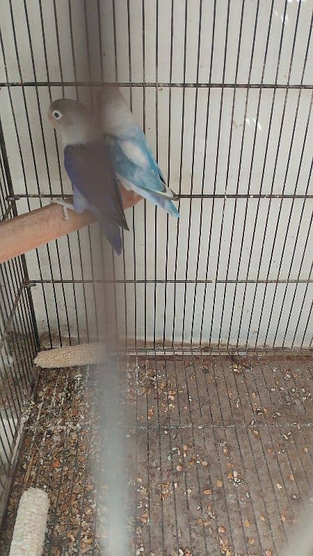 blue color love birds pair with cages 3