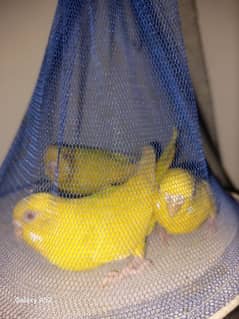 Red eye female  budgie available 3 pics.