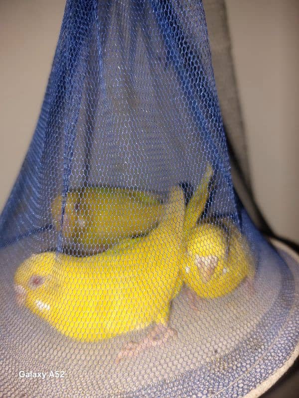 Red eye female  budgie available 3 pics. 1