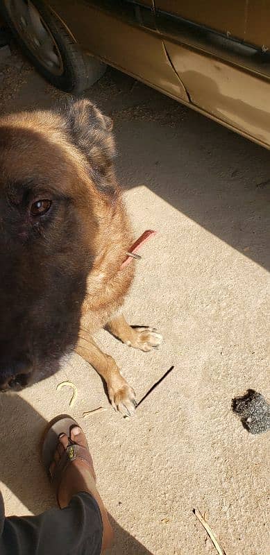 German Shephard for sale 6