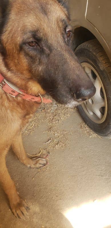 German Shephard for sale 10