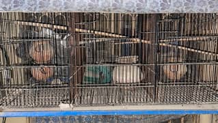 2 Bird Cages - Only 6000